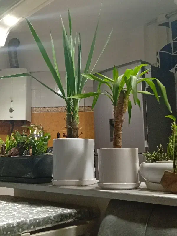 گل طبیعی اپارتمانی|گل و گیاه طبیعی|تهران, دژکام|دیوار