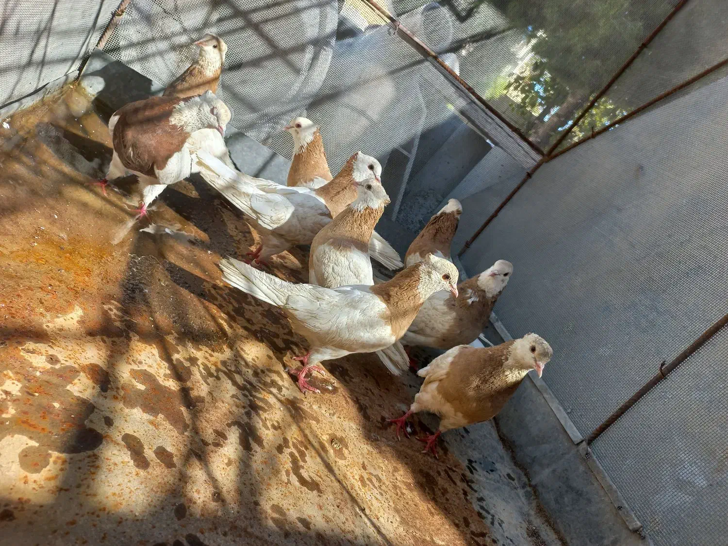 کفتر،طوقی|پرنده|دهدشت, |دیوار