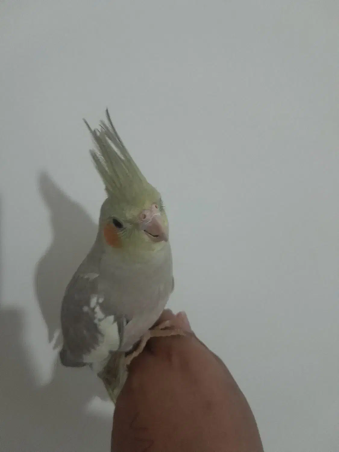 طوطی عروس هلندی|پرنده|سمنان, |دیوار