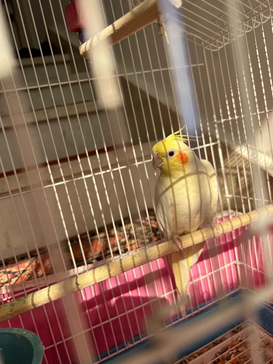 عروس هلندی|پرنده|خمین, |دیوار