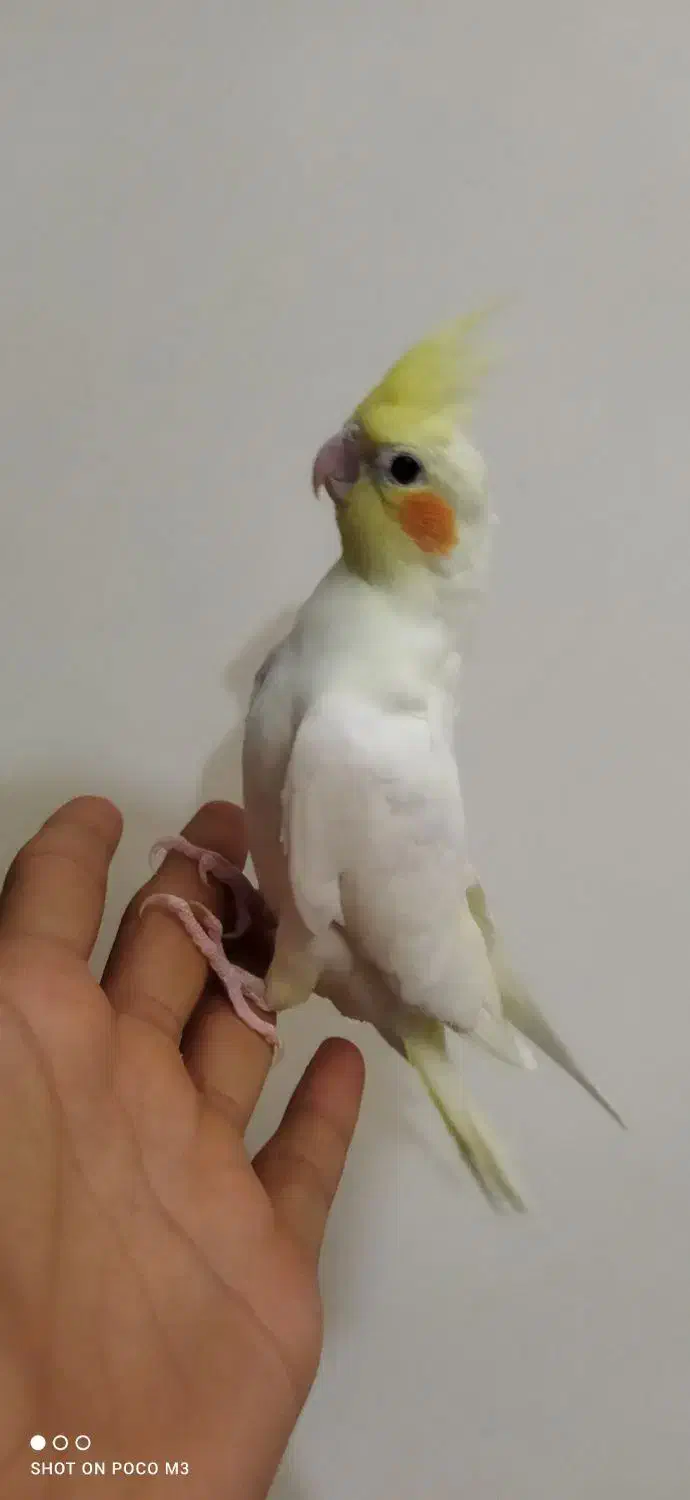 عروس هلندی|پرنده|عجب شیر, |دیوار