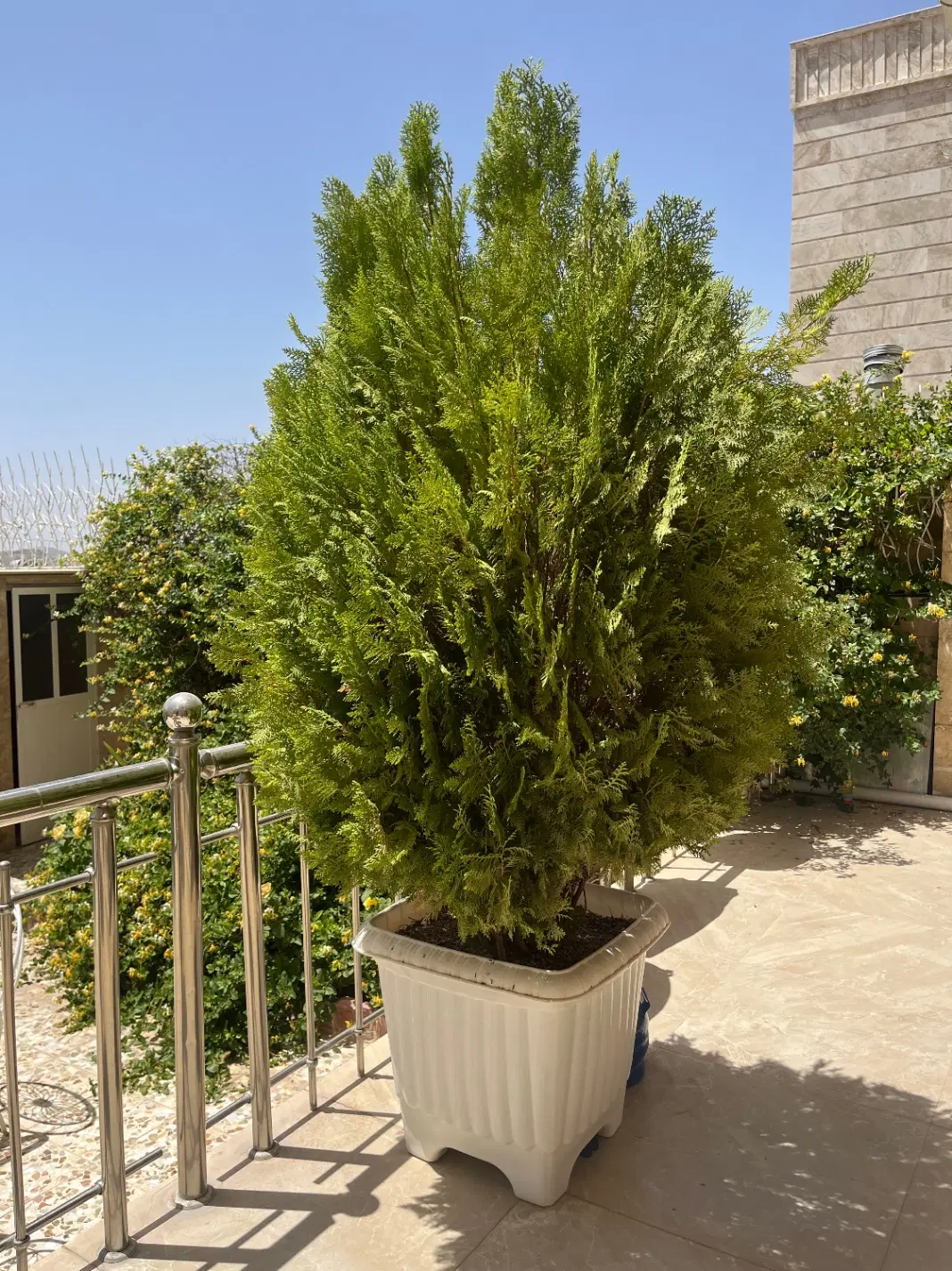 کاج|گل و گیاه طبیعی|صدرا-فارس, فاز ۱|دیوار