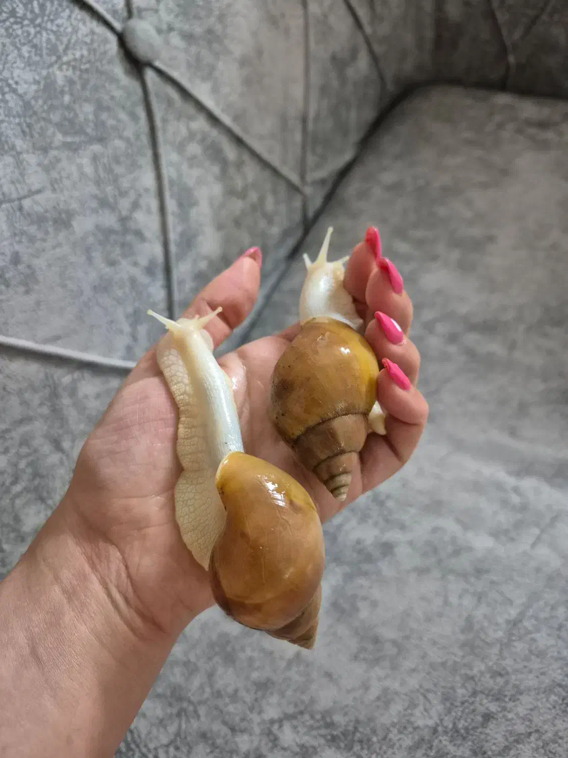 واگذاری حلزون|خزنده|اراک, |دیوار