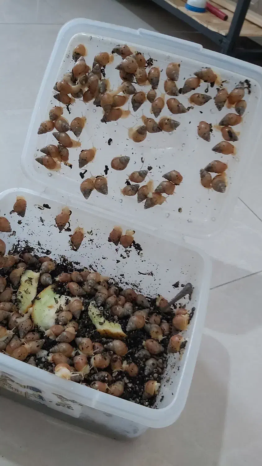 جوجه حلزون برای کار در منزل|خزنده|کرج, عظیمیه|دیوار