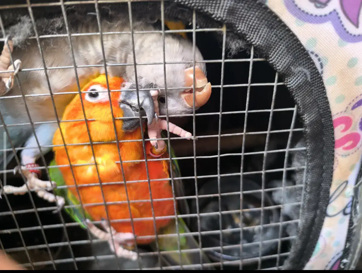 طوطی خورشیدی و راهب دستی|پرنده|رشت, گلسار|دیوار