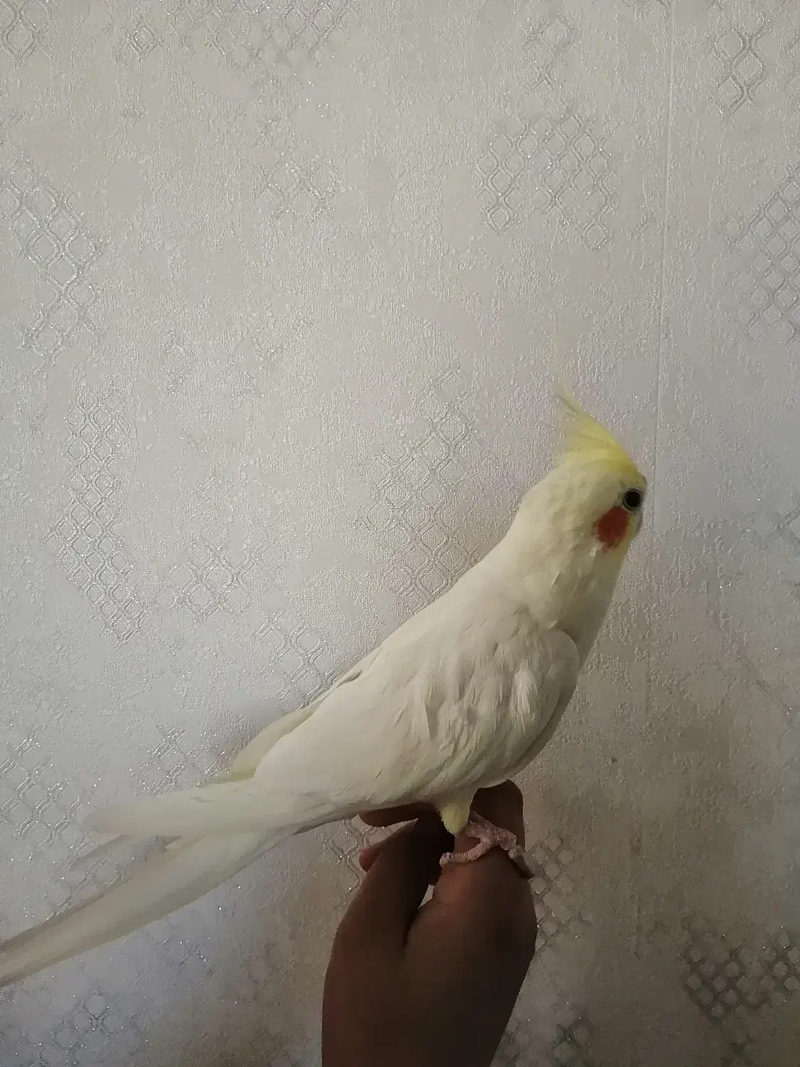 فروش عروس هلندی نر|پرنده|صدرا-فارس, فاز ۱|دیوار