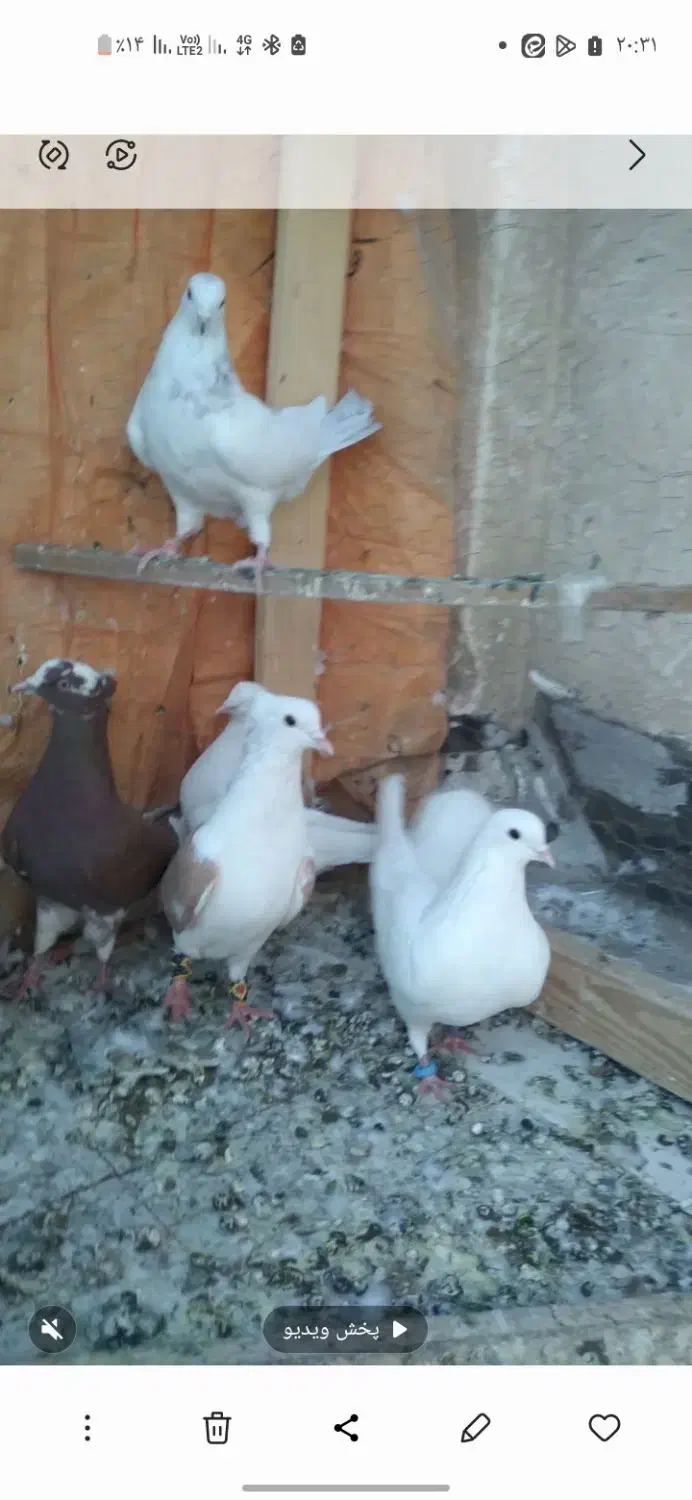 حدود ۱۰ عدد کبوتر حراج|پرنده|فولادشهر, مسکن مهر فولادشهر|دیوار