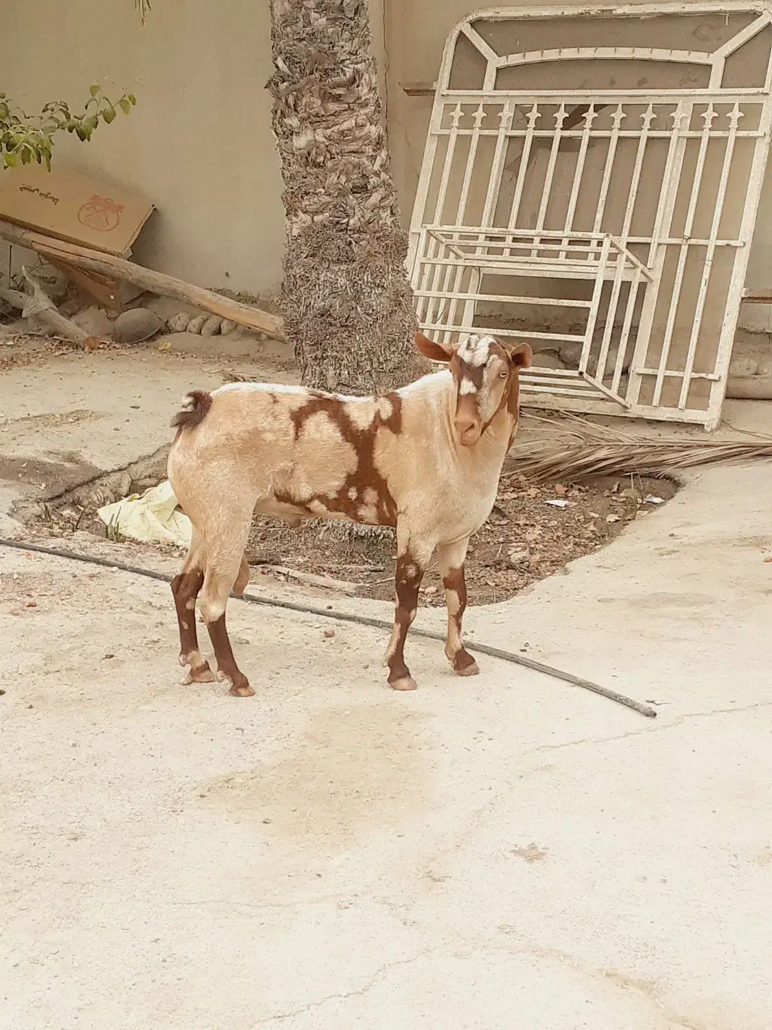 نری خطی اصل جنس|حیوانات مزرعه|بندرعباس, |دیوار