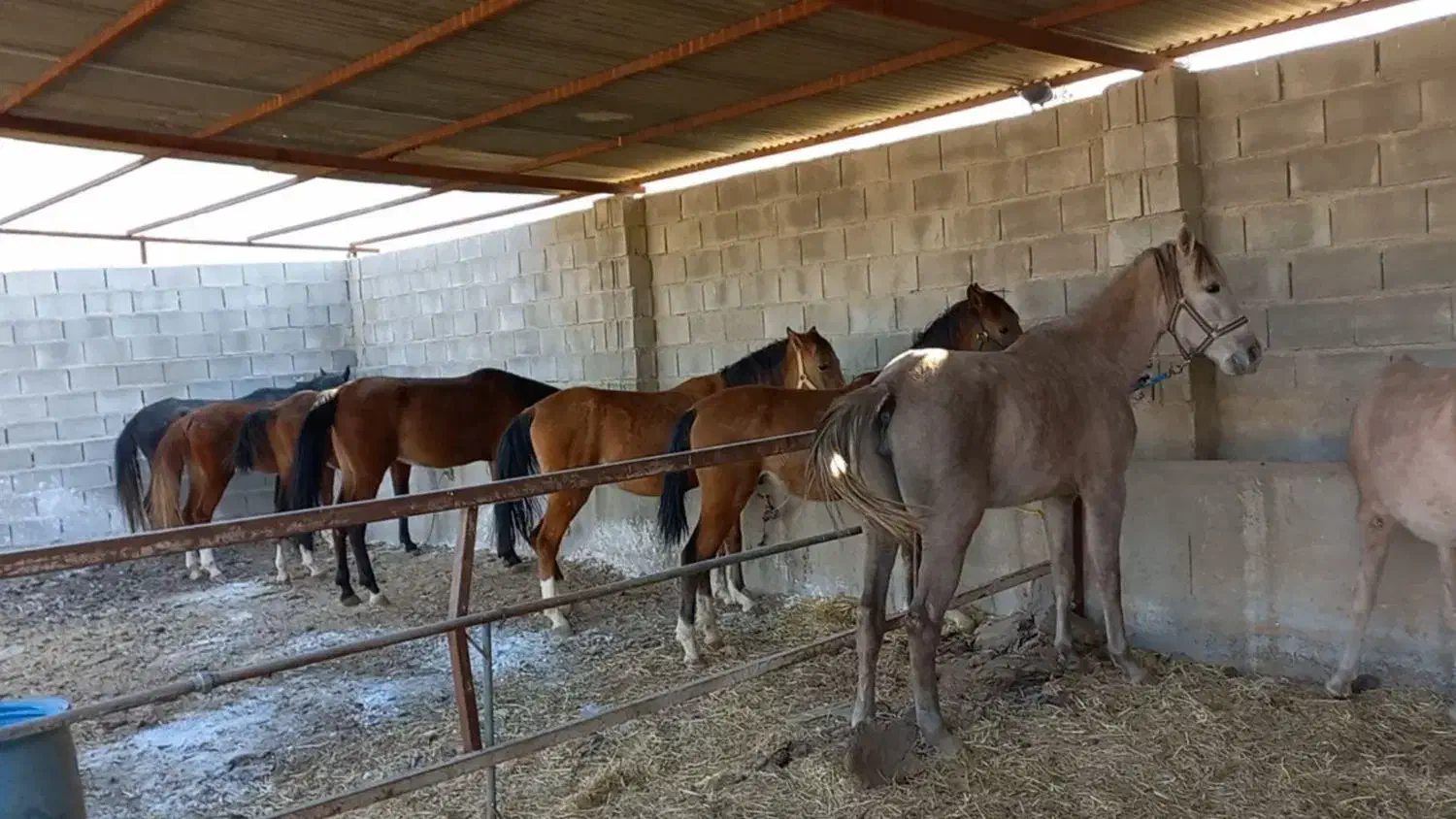 اسب فروشی زیر قیمت  تعداد ۱۰ راس|اسب و تجهیزات اسب‌سواری|زرقان, |دیوار