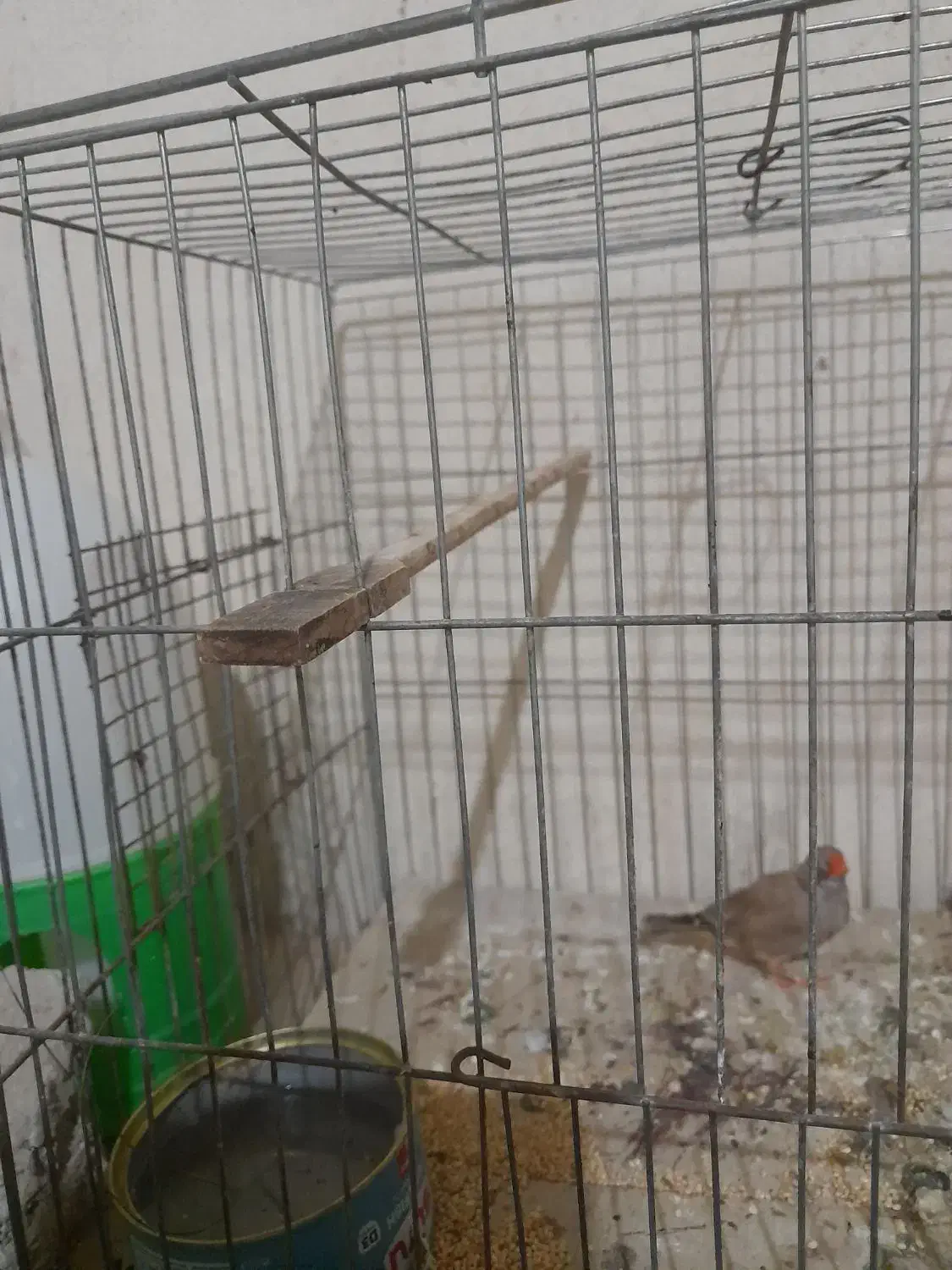 فنج ماده|پرنده|بندرعباس, |دیوار