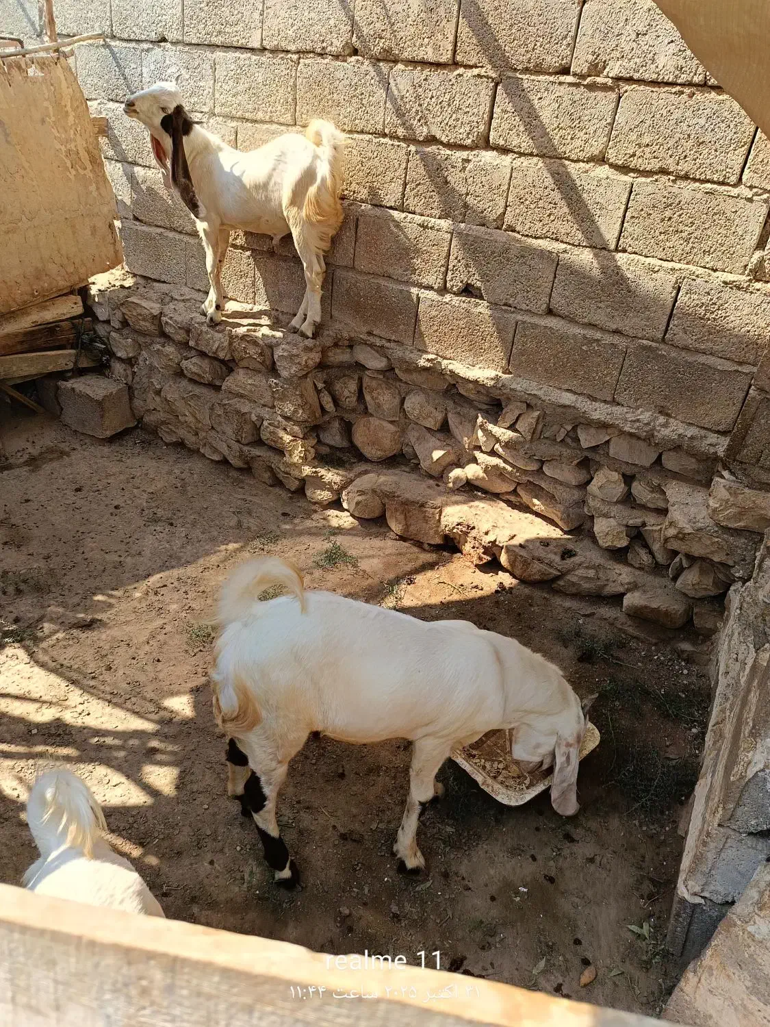 کهره فروشی|حیوانات مزرعه|بندر دیر, |دیوار