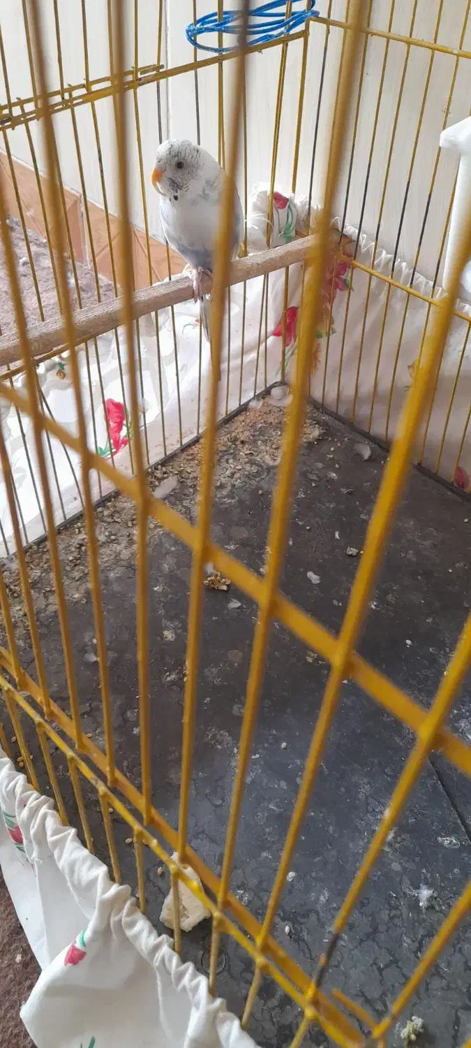 مرغ عشق|پرنده|سبزوار, غرب نیروگاه|دیوار