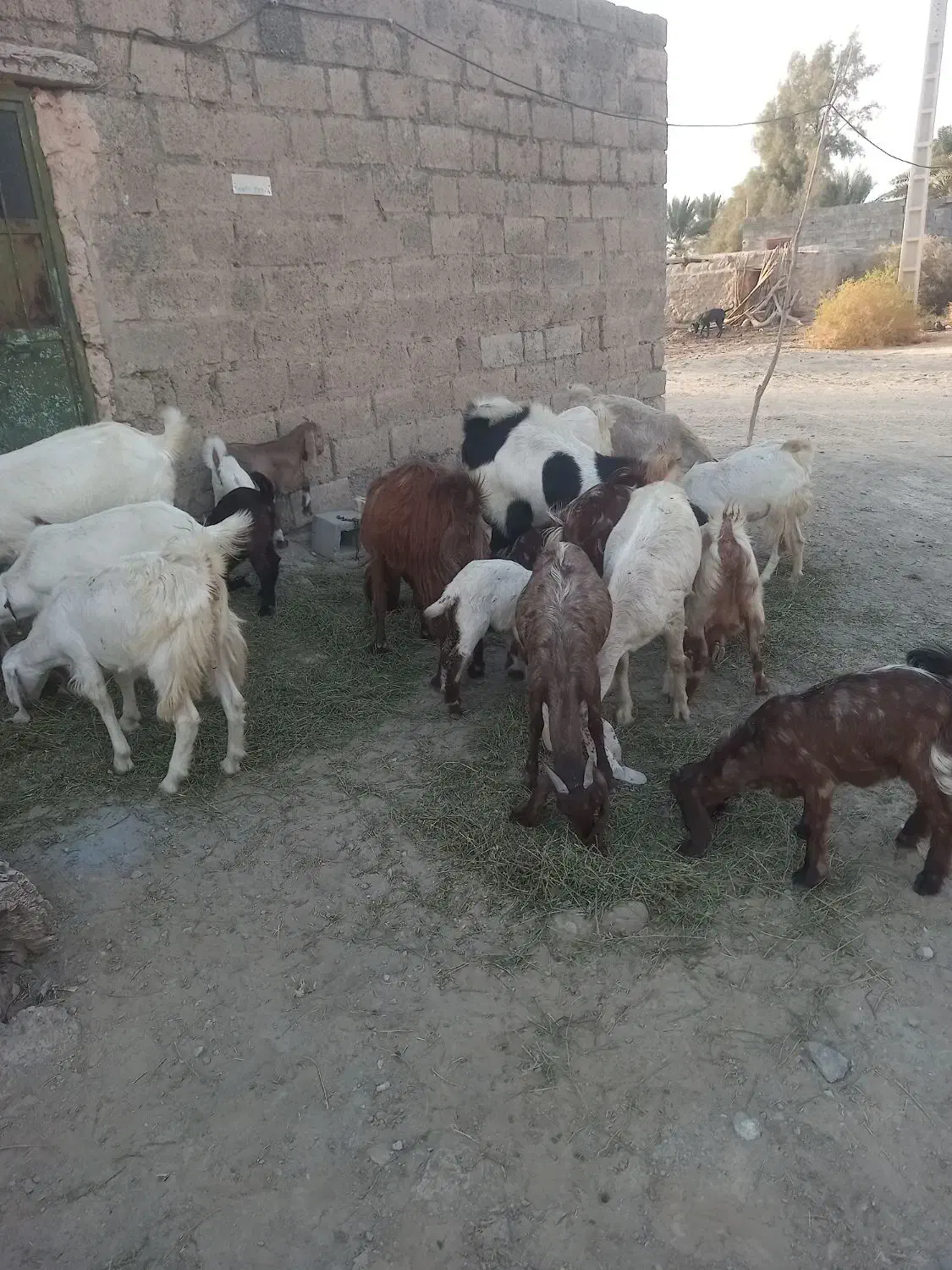 تعدادی بز نژاد دوقلو وسه قلو زا برای فروش|حیوانات مزرعه|فاریاب, |دیوار
