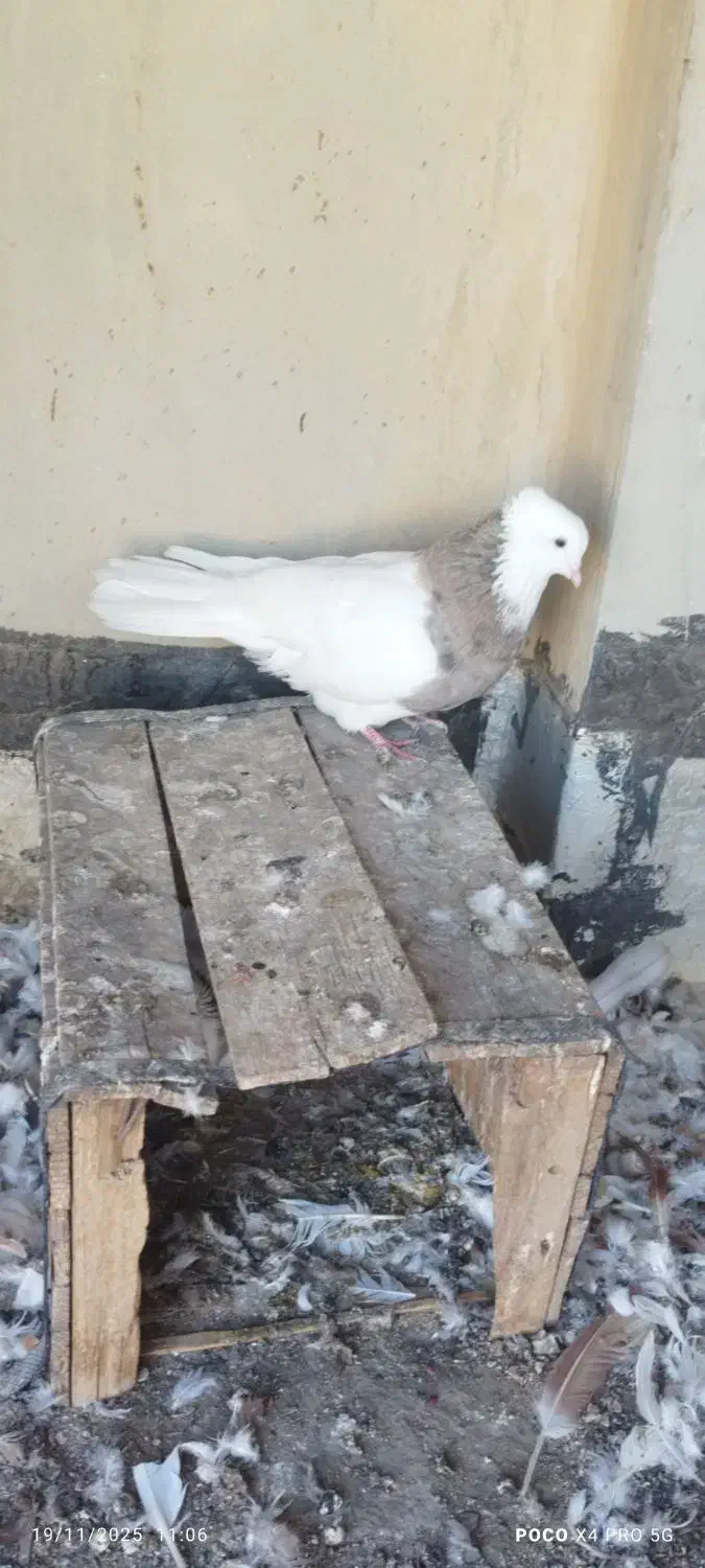 طوقی نر|پرنده|شادگان, |دیوار