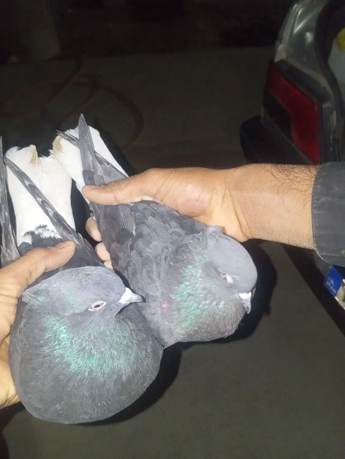 دم سفید کاکل|پرنده|جزنیک, |دیوار