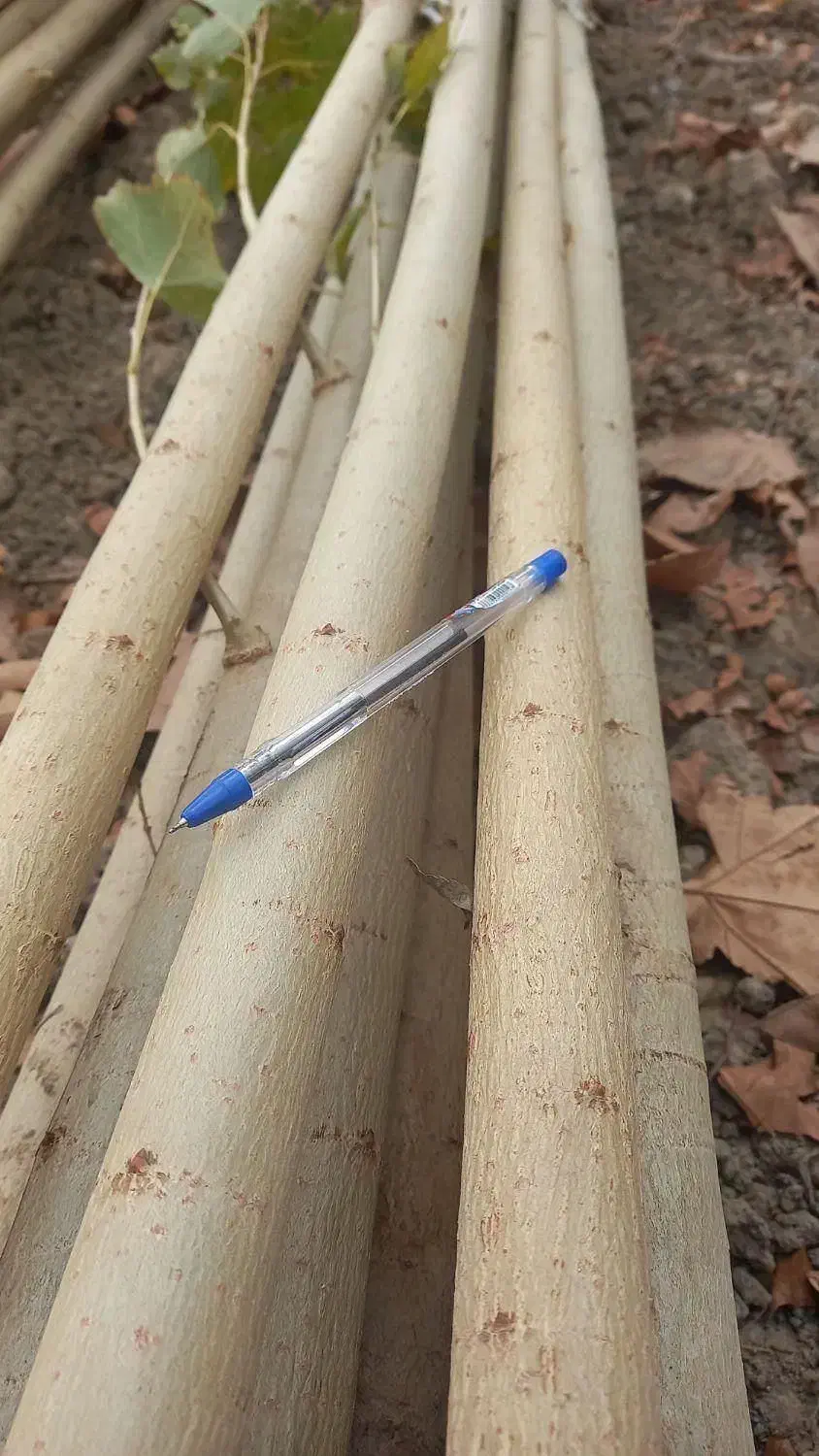 صنوبر نیگرا، درآمد میلیونی با تحویل فوری|خدمات باغبانی و درختکاری|مشگین شهر, |دیوار