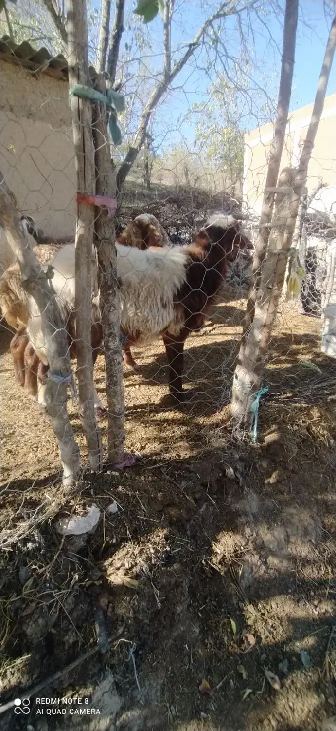 قوچ هترو یک ساله|حیوانات مزرعه|گلی داغ, |دیوار