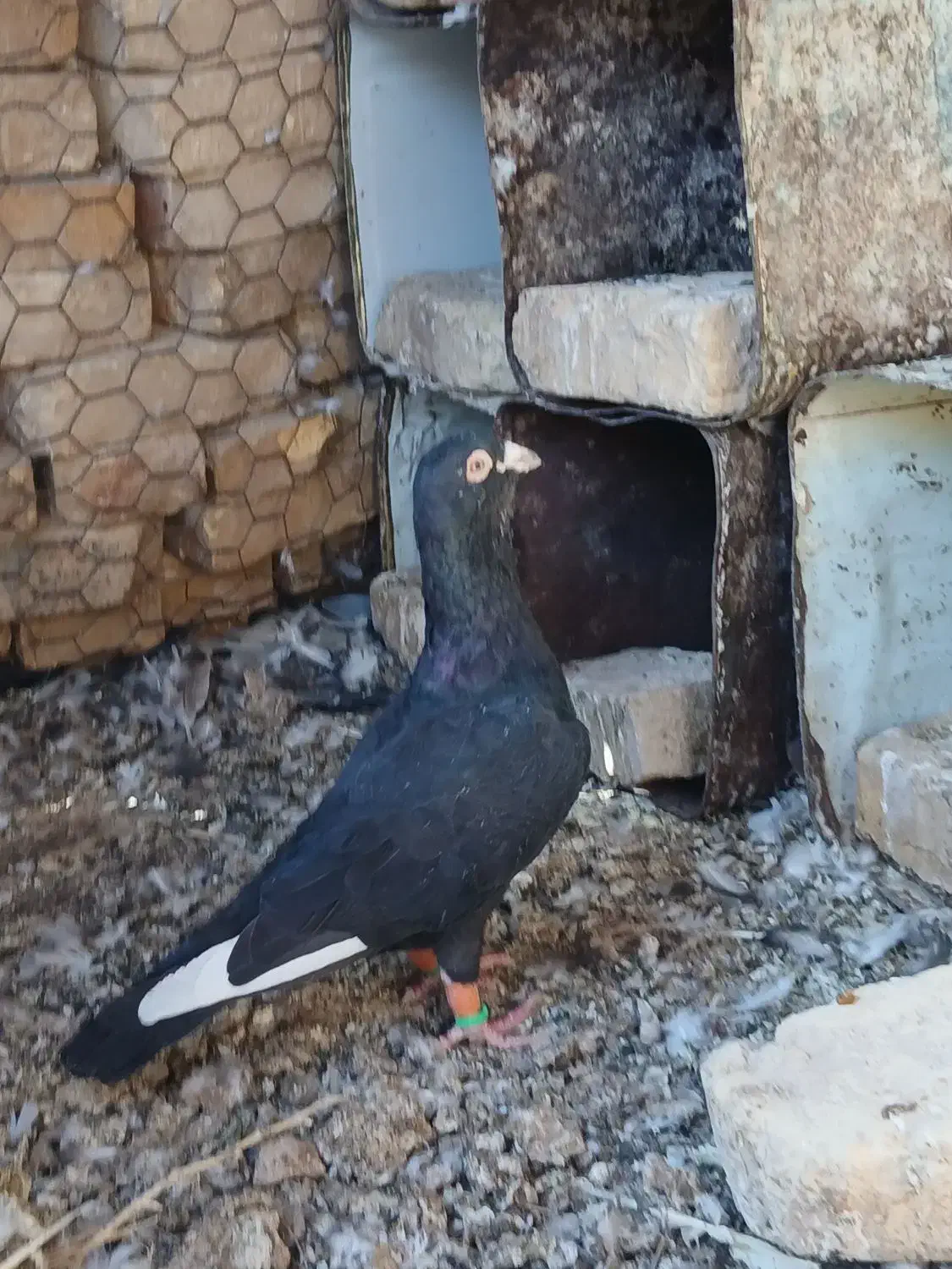 کبوتر|پرنده|ارسنجان, |دیوار