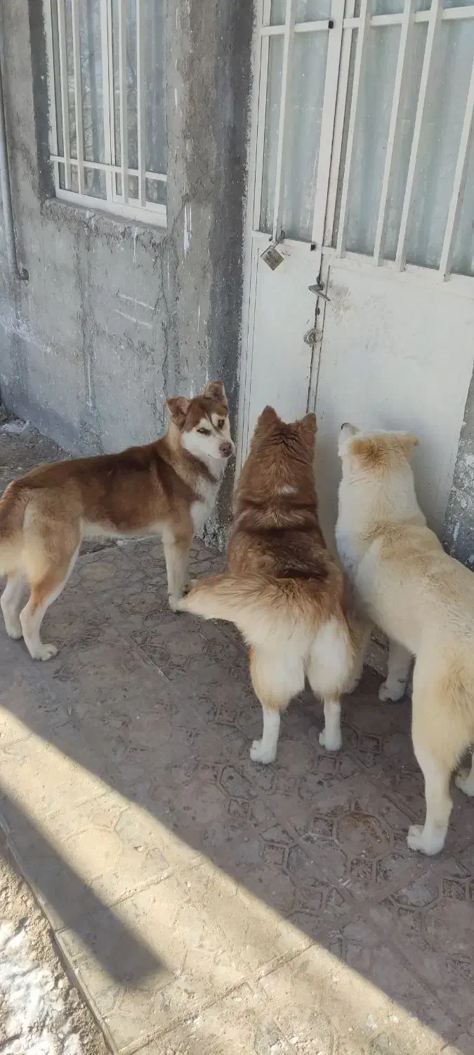 واگذاری سگ|سگ|باسمنج, |دیوار