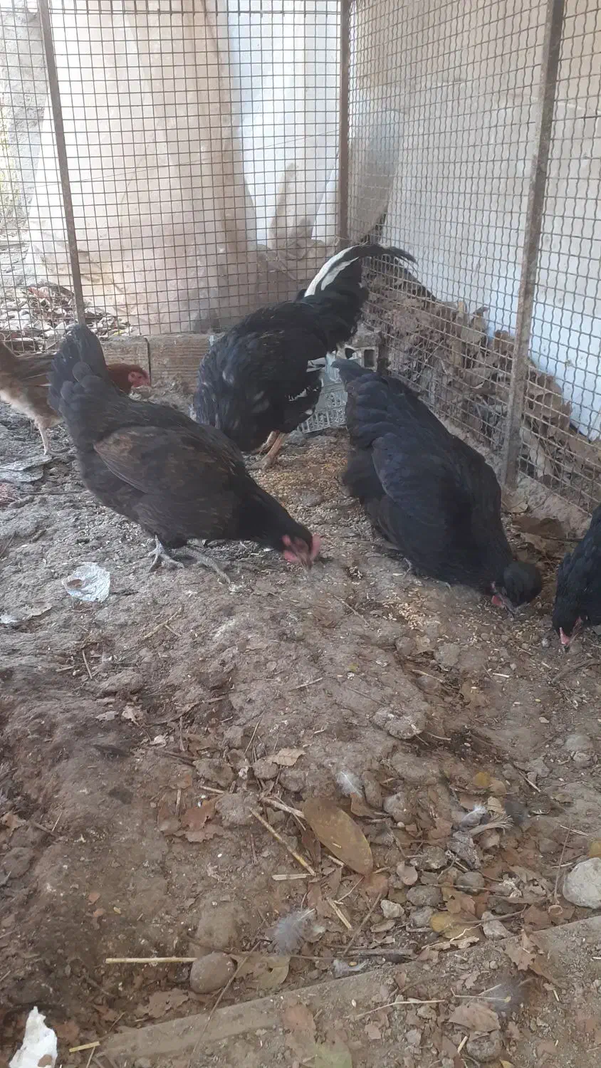 خروس مرغ تخم کن یک سال|حیوانات مزرعه|هشتگرد, سعید آباد|دیوار