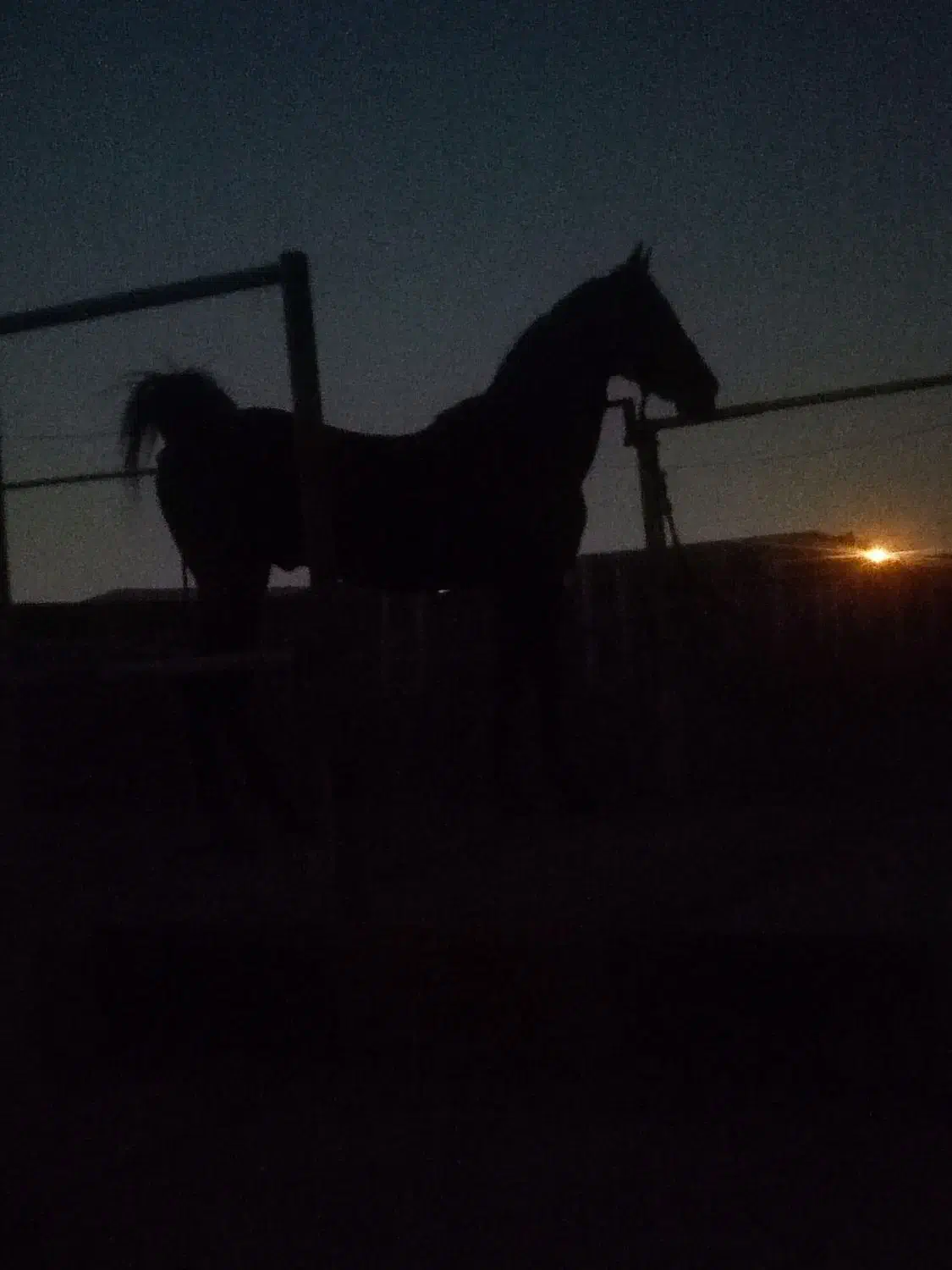 اسب سرودم گیر|اسب و تجهیزات اسب‌سواری|رباط‌کریم, انجم آباد|دیوار