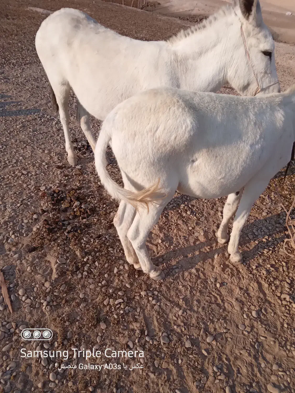 الاغ|حیوانات مزرعه|هندیجان, |دیوار