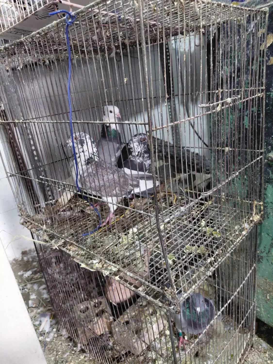 فروش کبوتر نر بزک|پرنده|دزفول, |دیوار