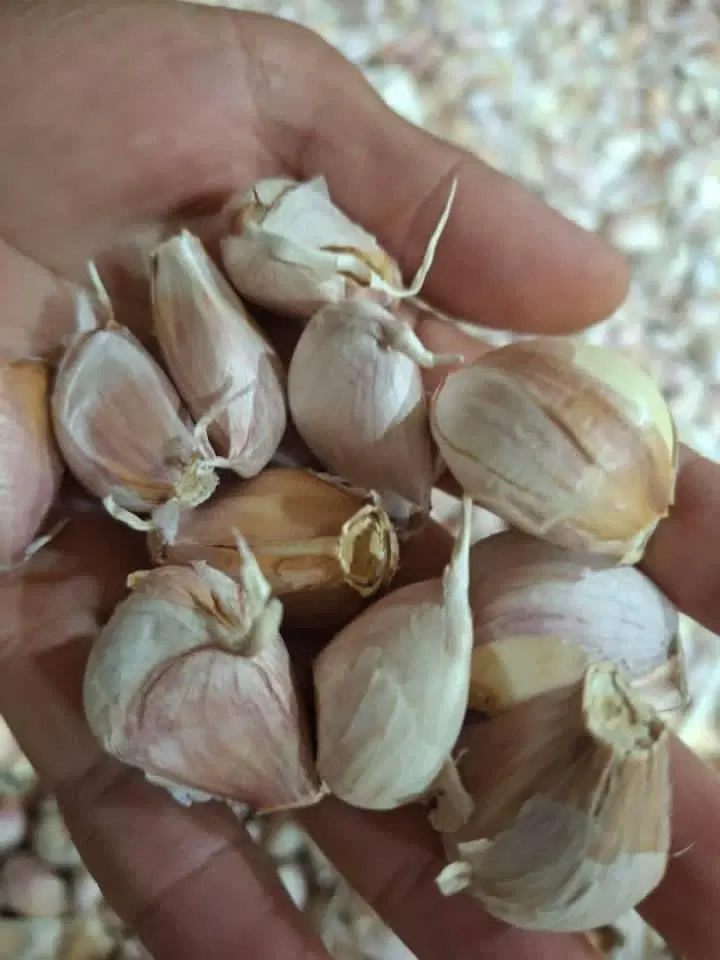 سیر‌|گل و گیاه طبیعی|پارس‌آباد, |دیوار