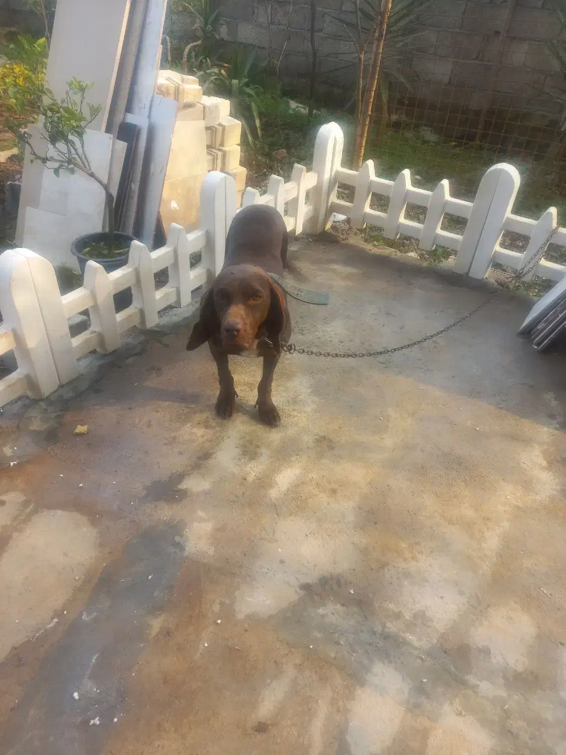 پوینتر ماده|سگ|لاهیجان, لیالستان|دیوار