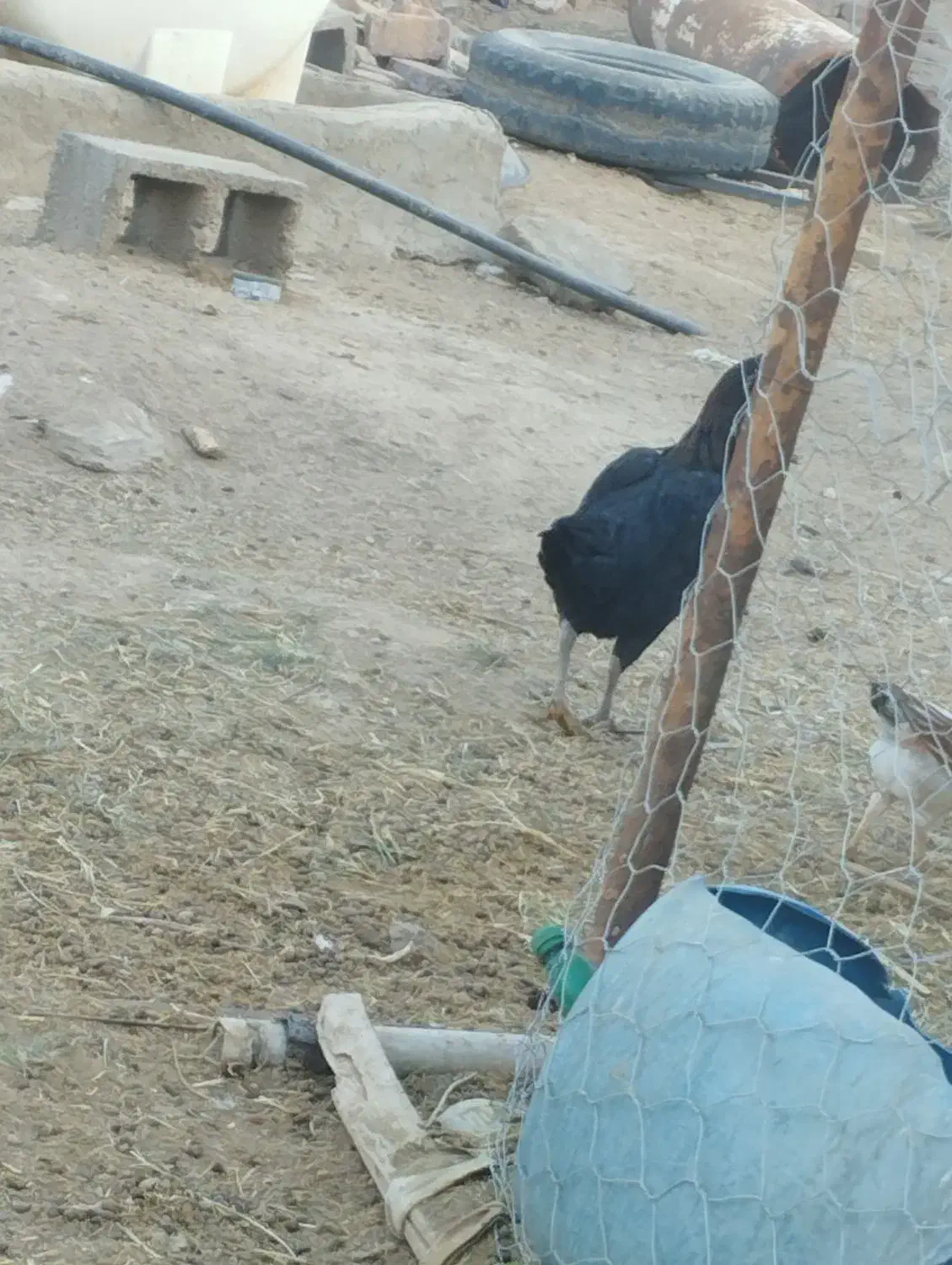 مرغ و خروس|حیوانات مزرعه|کورین, |دیوار