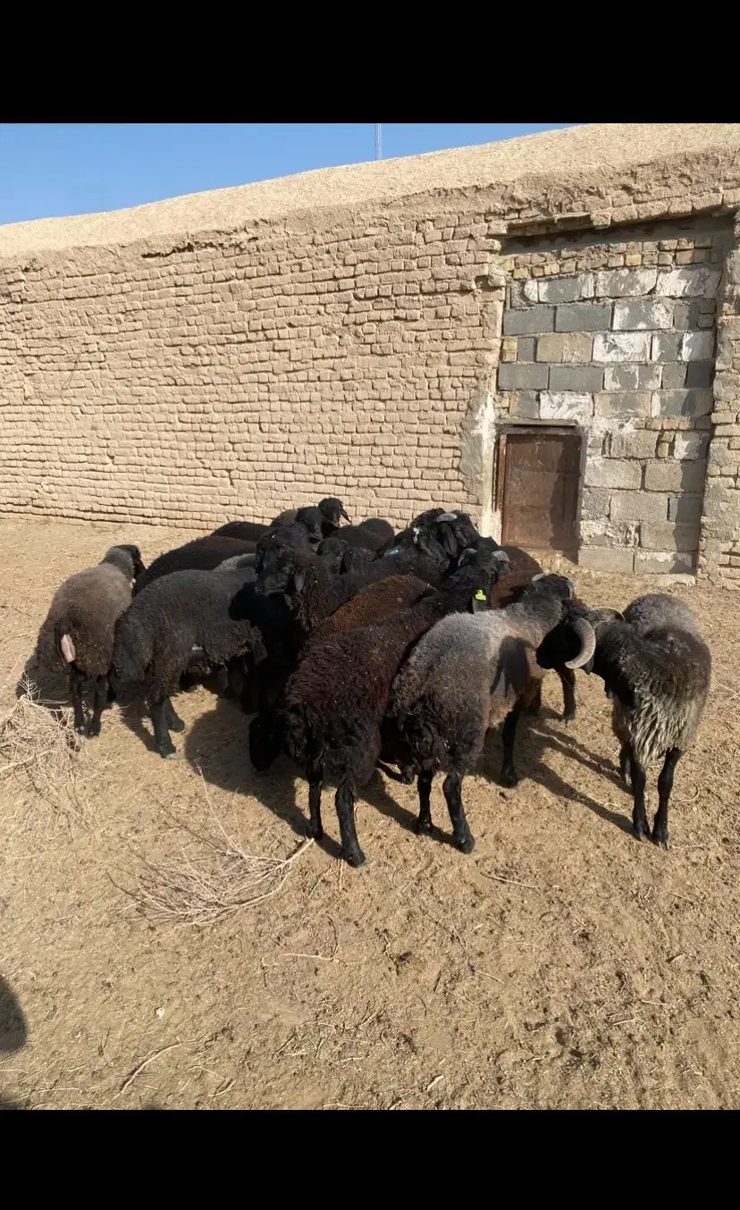بره نر چاق|حیوانات مزرعه|جوادآباد, |دیوار