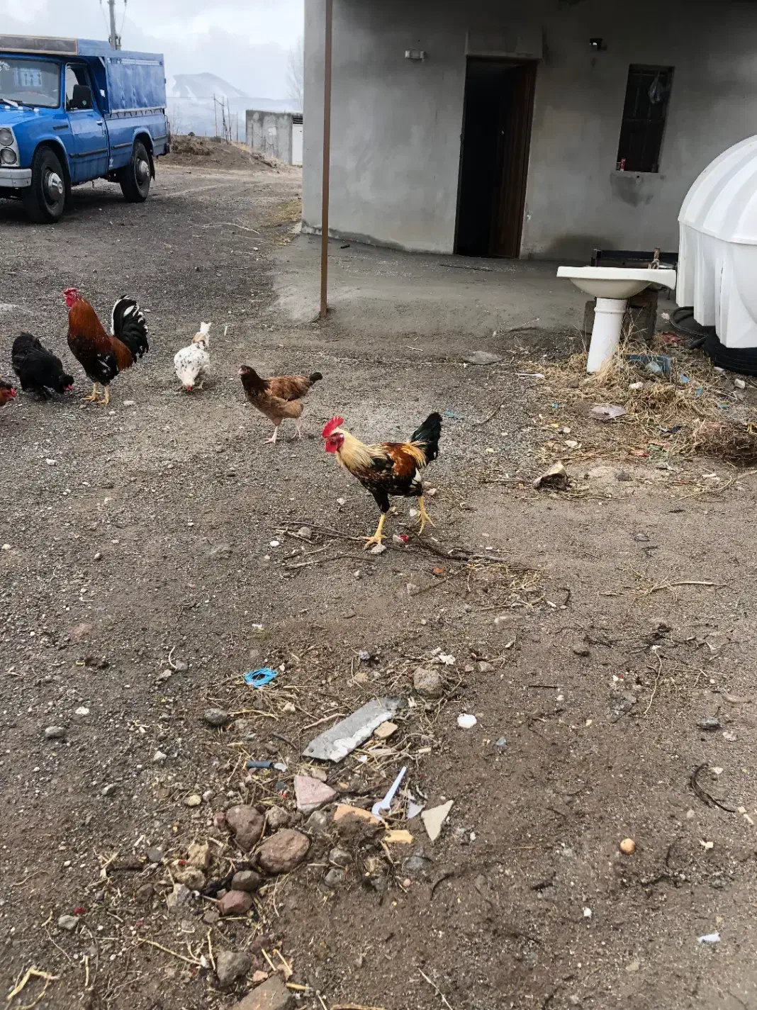 خروس|حیوانات مزرعه|مشگین شهر, |دیوار