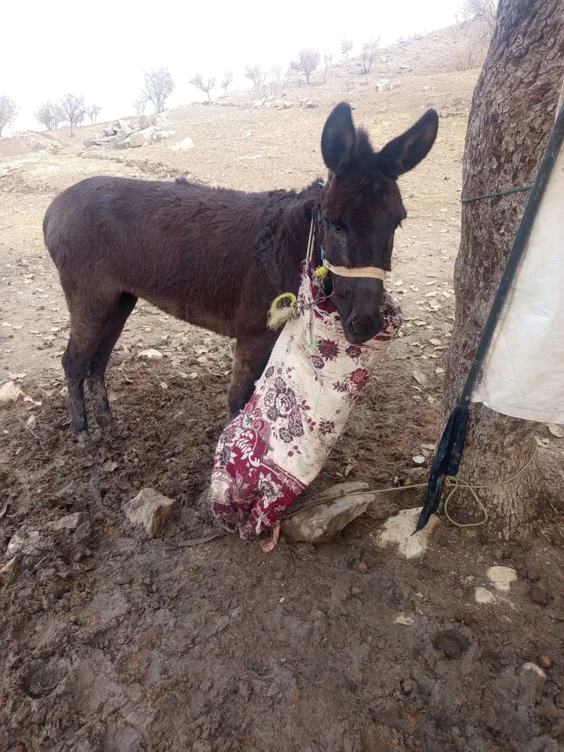 الاغ ماده|حیوانات مزرعه|هلیلان, |دیوار