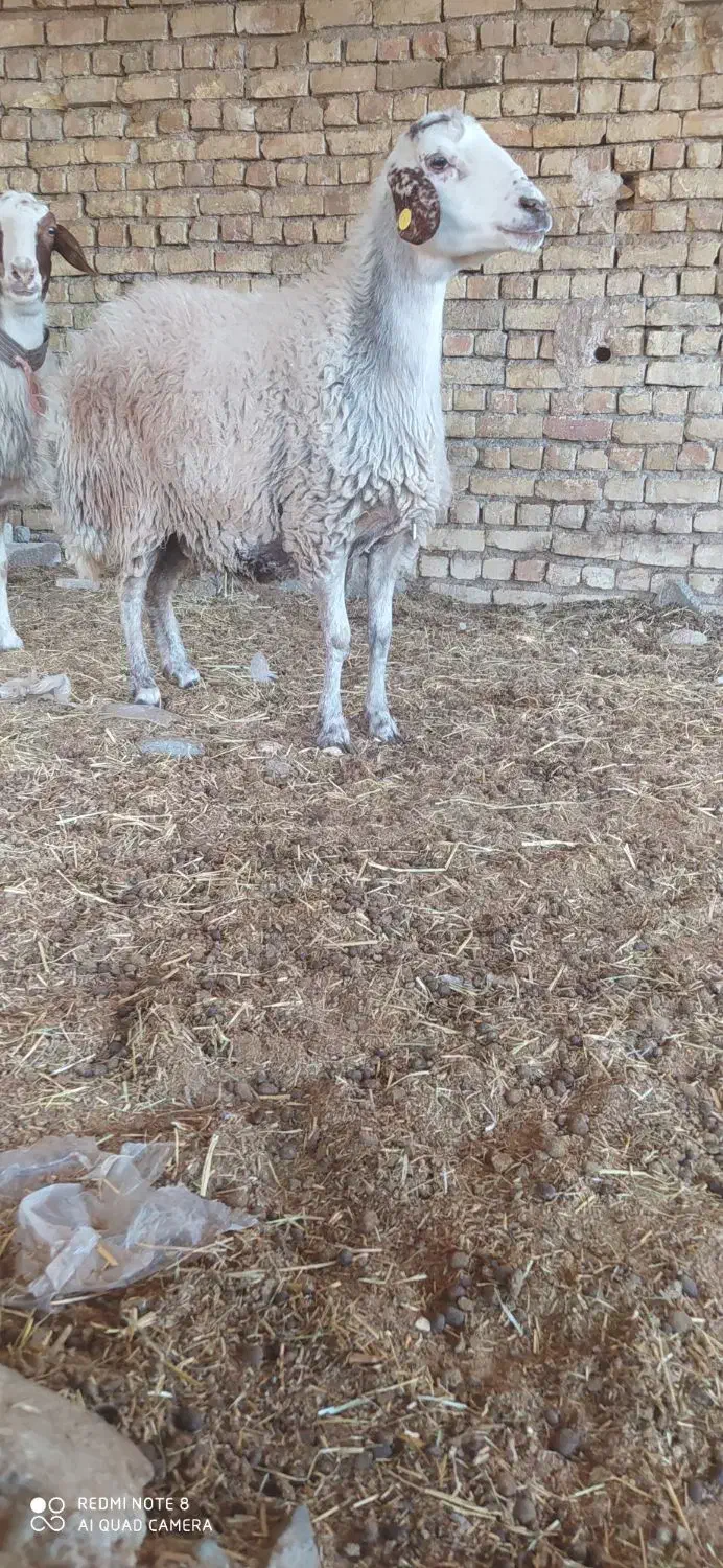 شیشک میش افشاری|حیوانات مزرعه|مبارکه, |دیوار