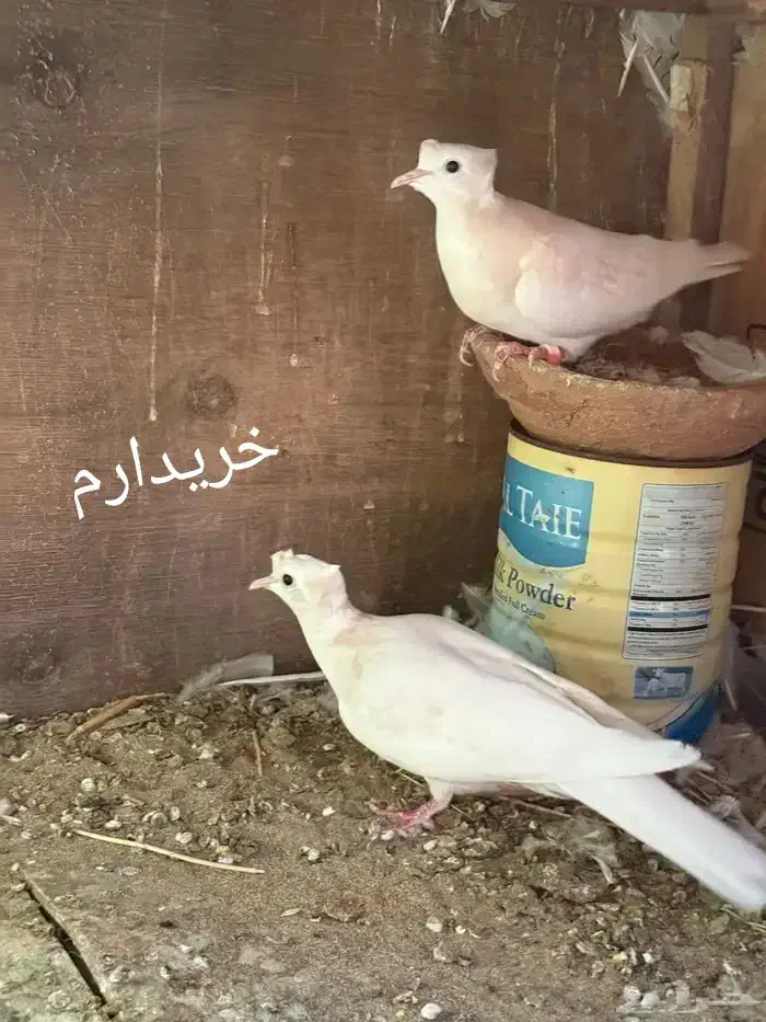 کپوت ماده کاکلی|پرنده|سراوان, |دیوار