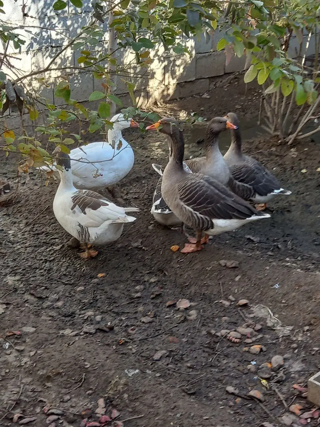 غاز|حیوانات مزرعه|ملایر, |دیوار