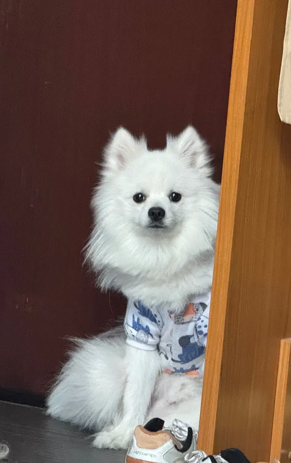 فروش پامر ۲ ساله نر|سگ|مشهد, چهارچشمه|دیوار