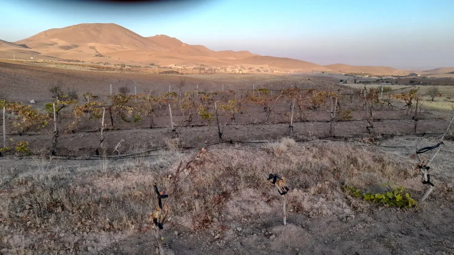 باغ۵۰۰۰مترروستای حیران|فروش دفتر صنعتی، کشاورزی، تجاری|همدان, |دیوار