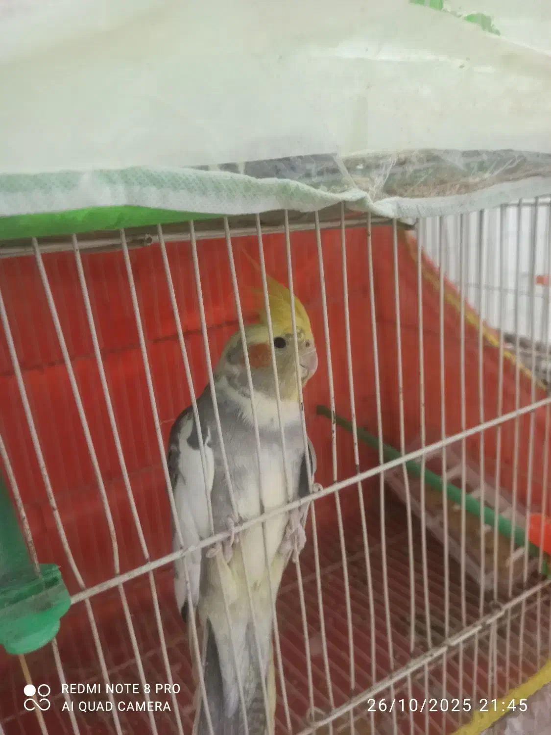 عروس هلندی و مرغ عشق|پرنده|مشهد, حضرت حجت|دیوار