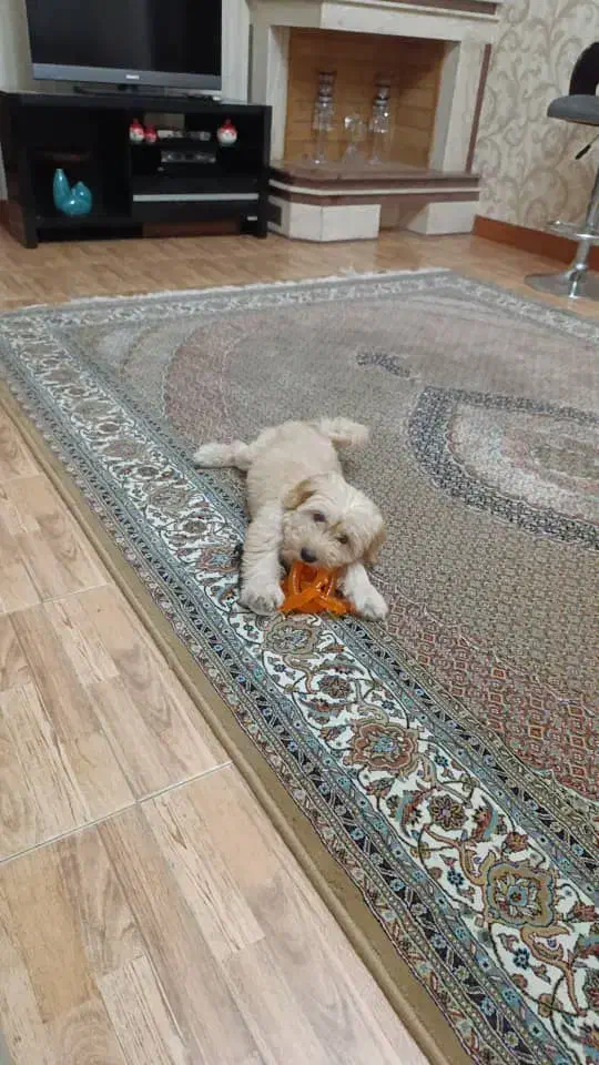 واگذاری سگ شیتزو ۵ماهه|سگ|رشت, علی آباد|دیوار