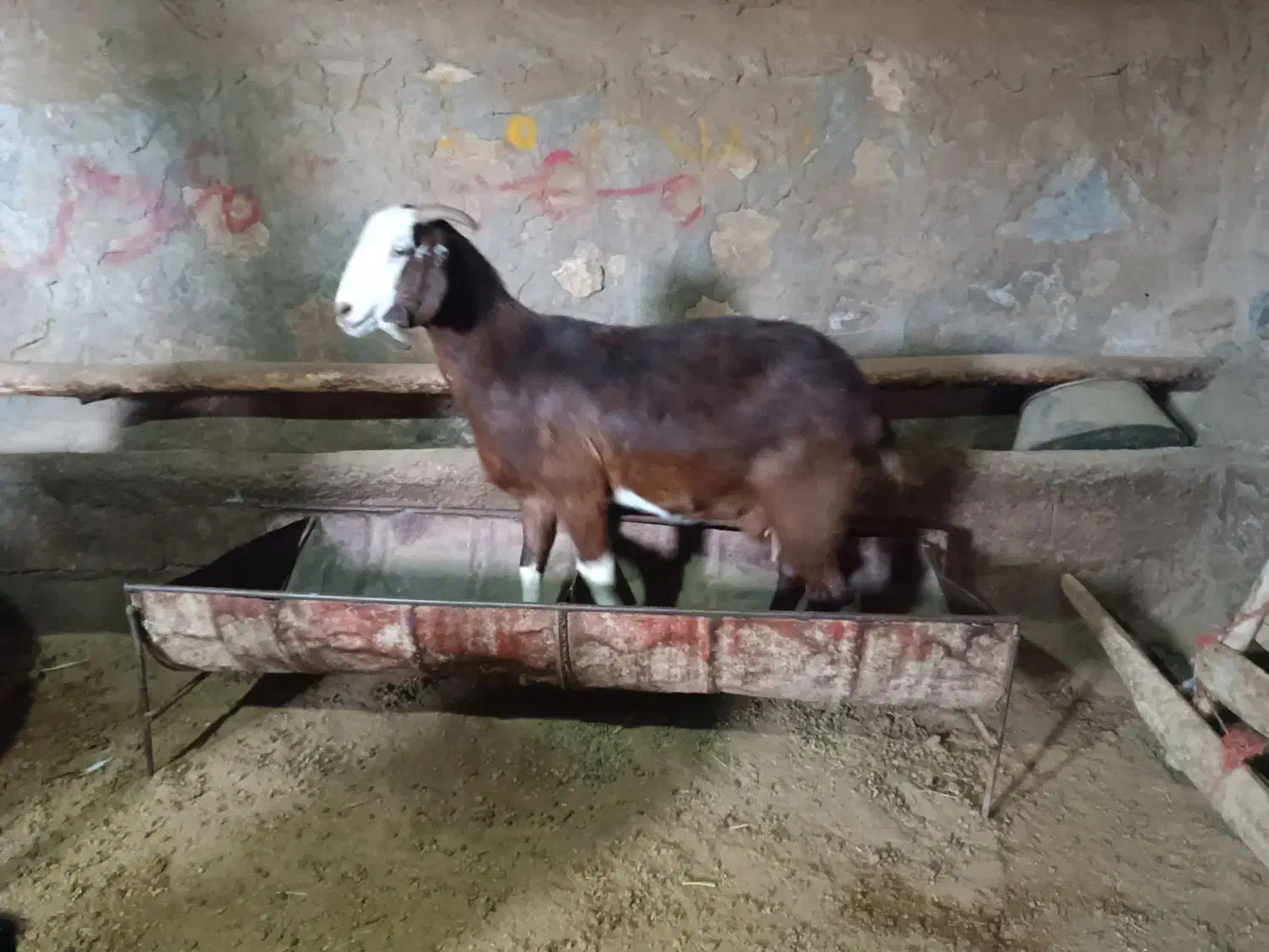 پنج بز خوب دهن جور همه آبستن یکی با بزغاله|حیوانات مزرعه|چهاربرج, |دیوار