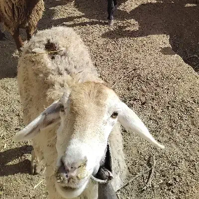 گوسفند|حیوانات مزرعه|تربت جام, جامرود|دیوار