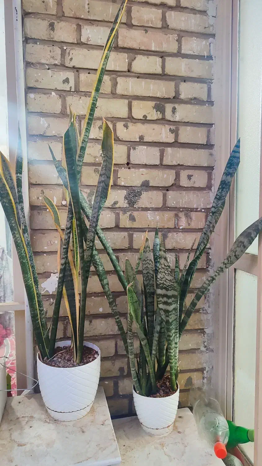 گل سانسوریا شمشیری و لب طلایی|گل و گیاه طبیعی|سمنان, |دیوار