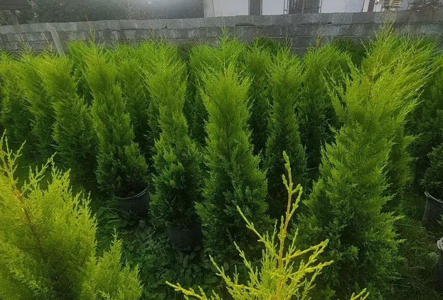 لاوسون فونیکس فینیکس گل و گیاه کاج طلایی|گل و گیاه طبیعی|چابکسر, |دیوار