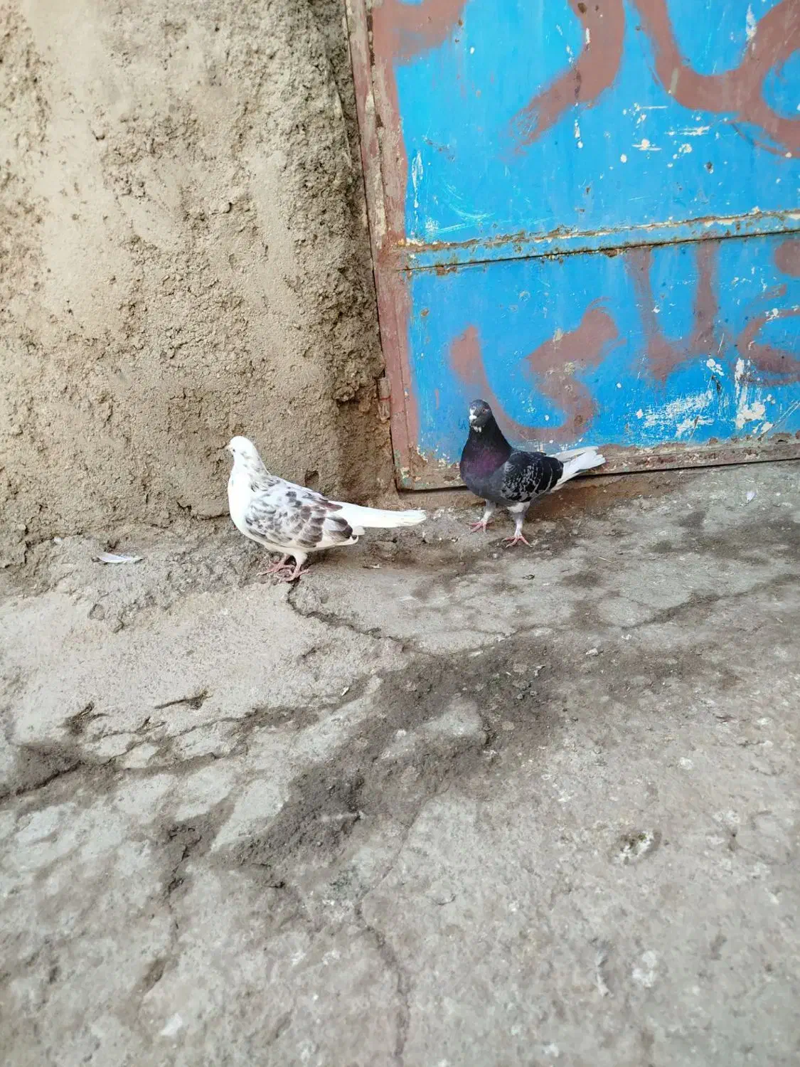 کفتر غریب گیری|پرنده|مشگین شهر, |دیوار