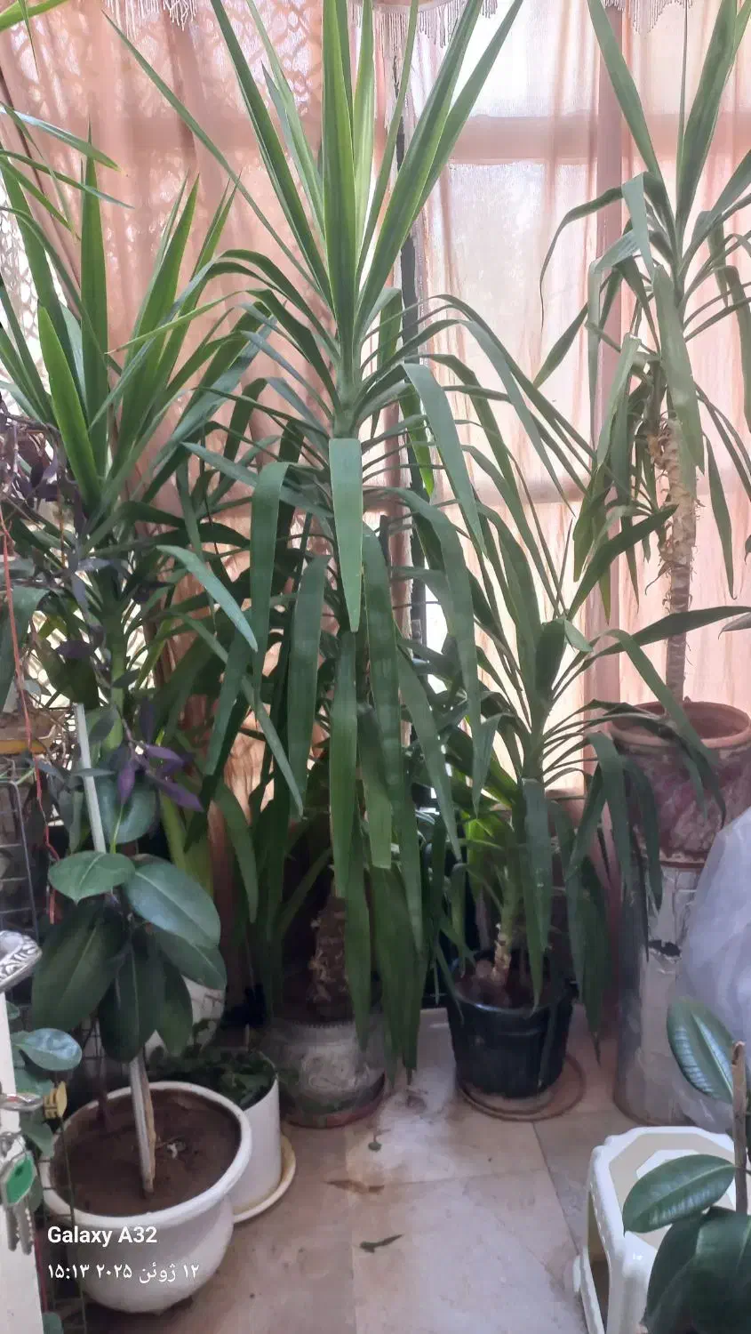 گل طبیعی|گل و گیاه طبیعی|صدرا-فارس, فاز ۲|دیوار