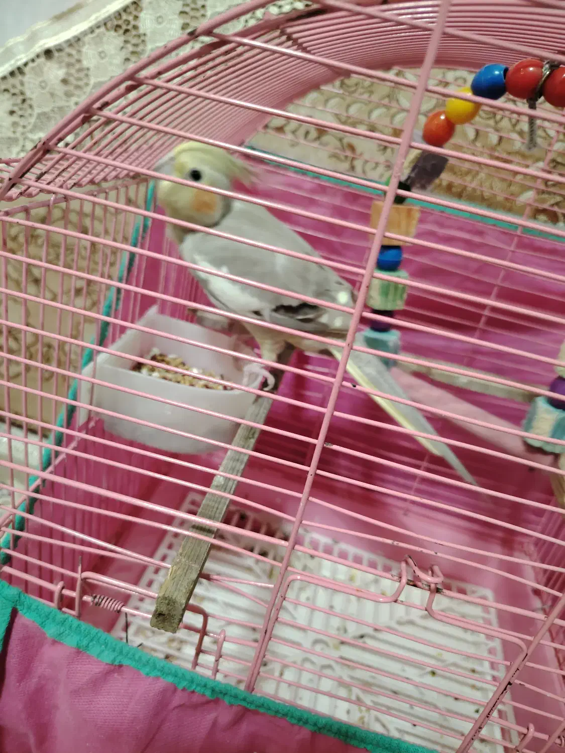 عروس هلندی ماده|پرنده|صومعهسرا, |دیوار