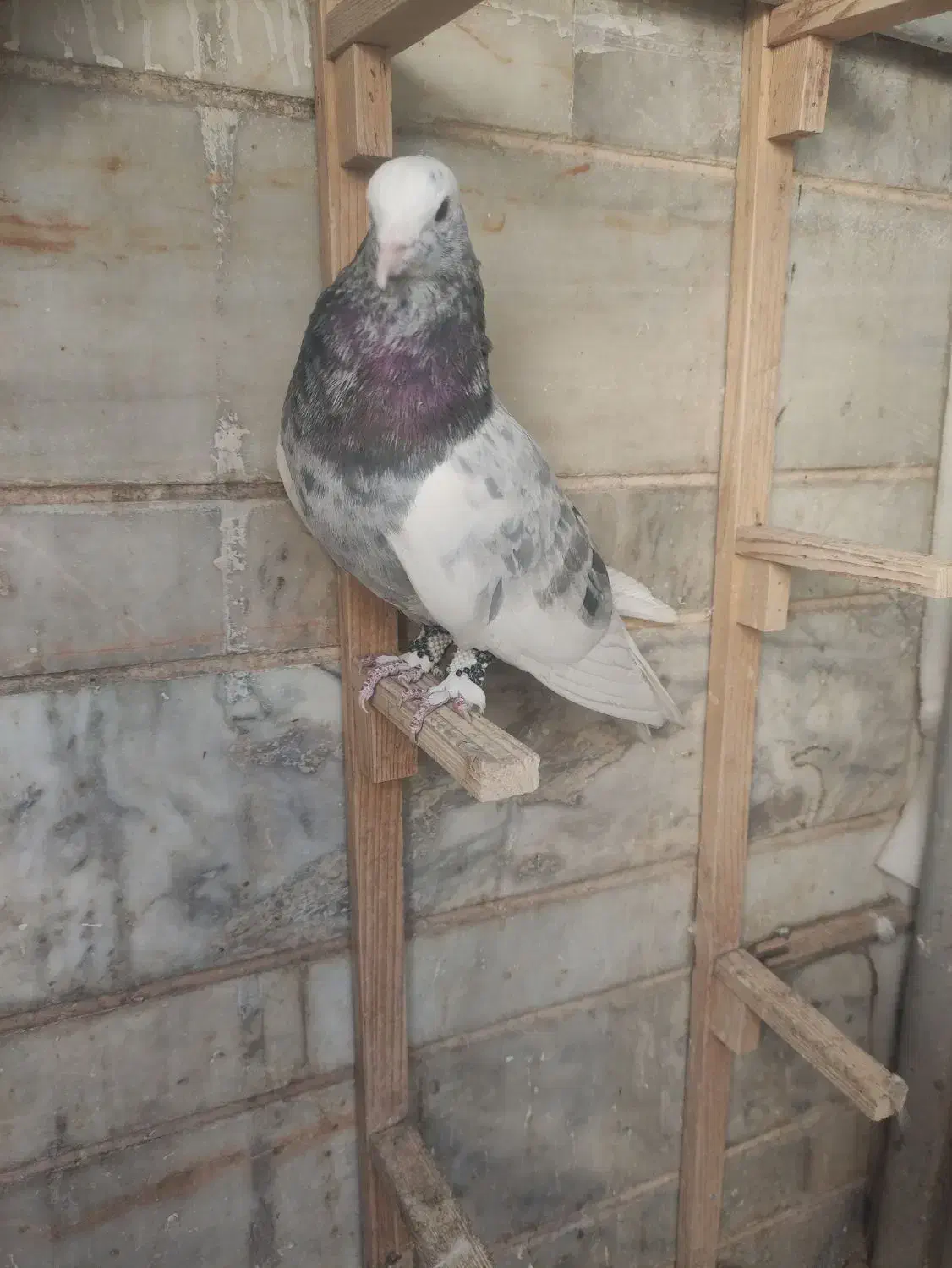 کبوتر|پرنده|شیراز, نصر|دیوار