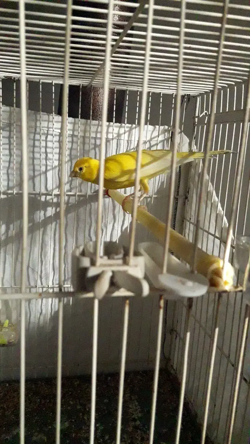 قناری نر و ماده|پرنده|شیروان (خراسان), |دیوار