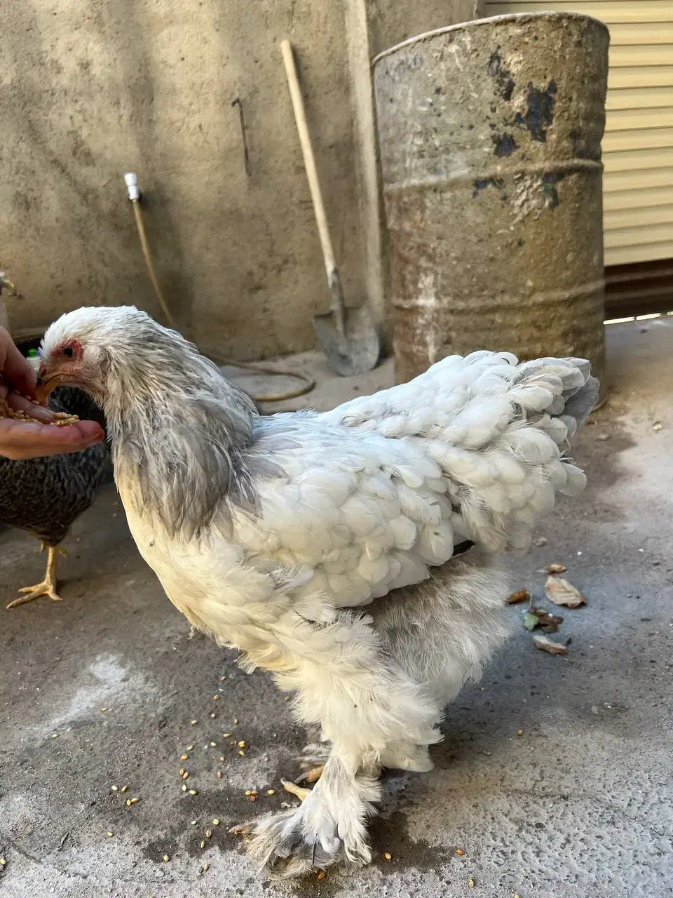 مرغ اصیل براهما بلولایت ۸ ماهه|حیوانات مزرعه|بانه, |دیوار